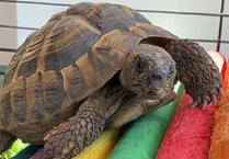 Tortoise does a runner