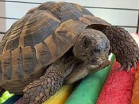 Tortoise does a runner