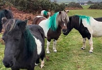 Green paint marks out moors on mare