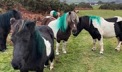 Green paint marks out moors on mare