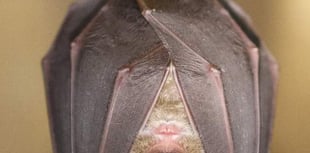 Buckfastleigh biodiversity event focuses on conservation