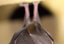 Learn about Buckfastleigh's biodiversity at upcoming event