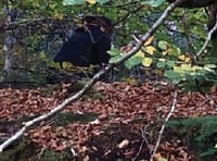 Fungi foragers plunder woods