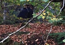 Fungi foragers plunder woods