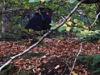 Fungi foragers plunder woods