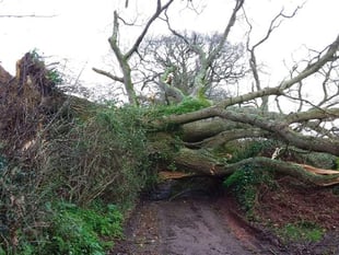 Travel only if necessary warning as Storm Eunice heads towards Teignbridge