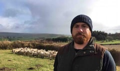 Dartmoor farmer loses nearly 40 sheep after dog attack