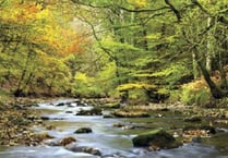 Moor woodland faces new threat