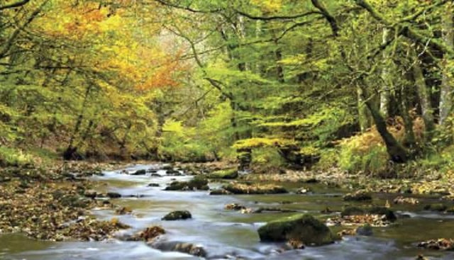 Moor woodland faces new threat