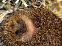 Chance to support hedgehog hospital at upcoming easter market