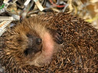 Chance to support hedgehog hospital at upcoming easter market