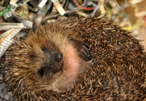 Chance to support hedgehog hospital at upcoming easter market