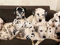CRUELLA DEVON - Dalmatian sanctuary needs a new home