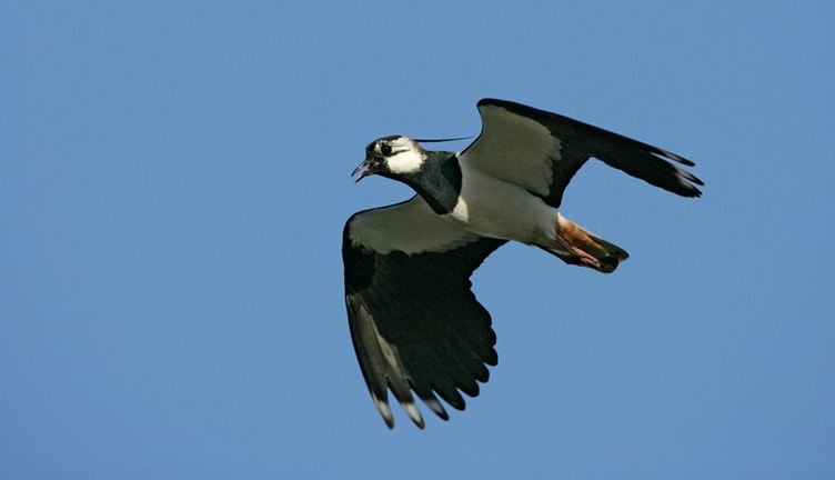 RSPB
