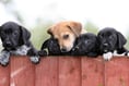 Dozens of dogs stolen in Devon and Cornwall last year
