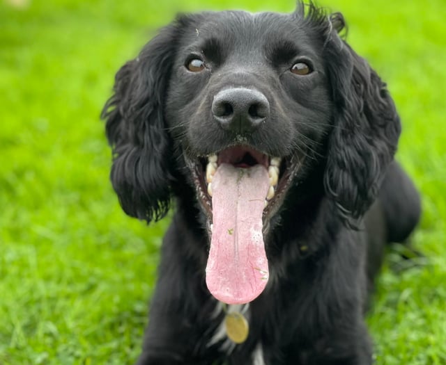 Rescued spaniel is now thriving as a police dog  after being abused