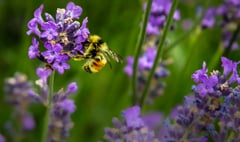 Become a bee champion and help save Bradleys’ bugs