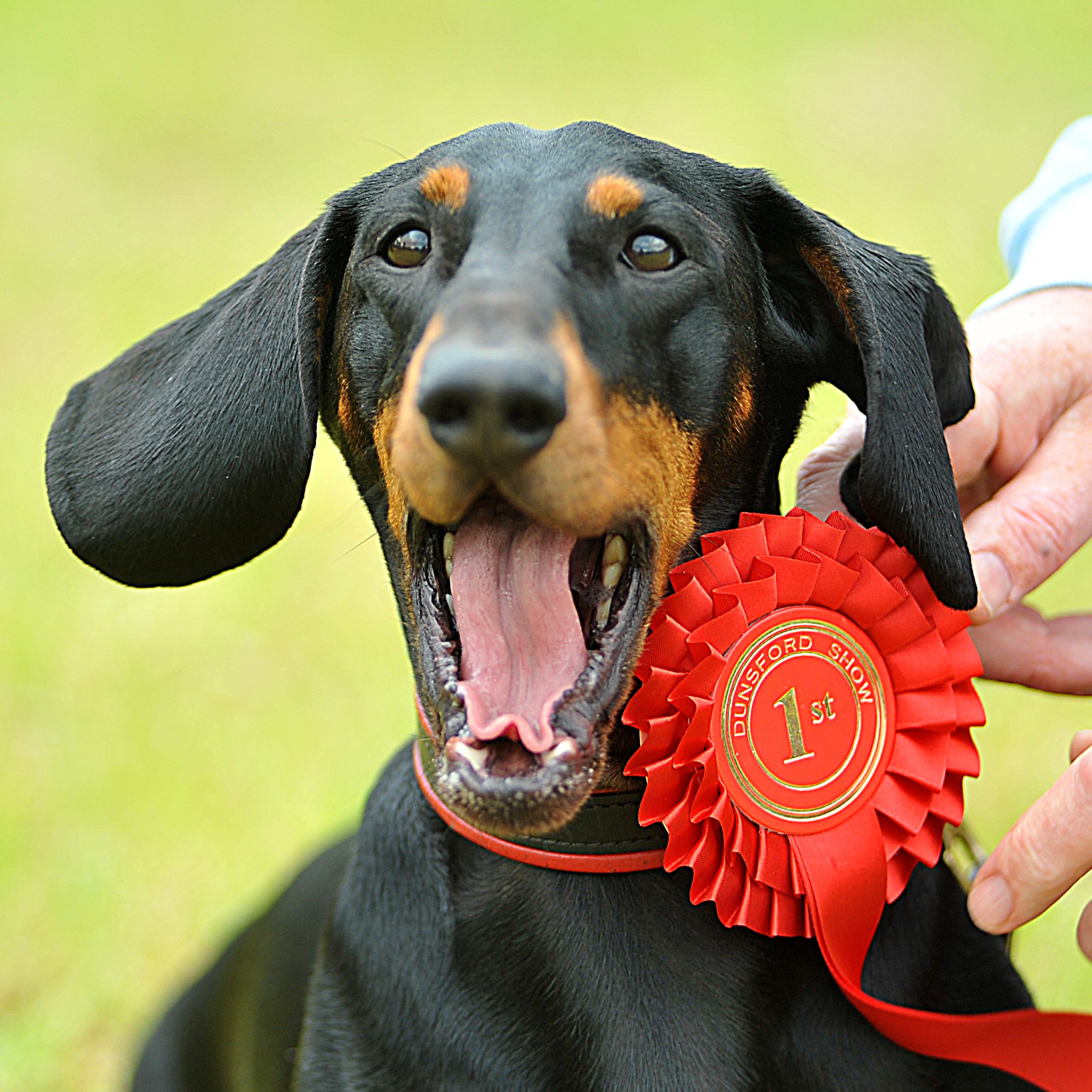 Teign Valley prepares for quirky village show
