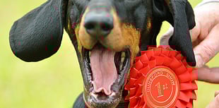 Teign Valley prepares for quirky village show