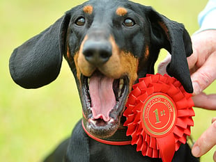 Teign Valley prepares for quirky village show