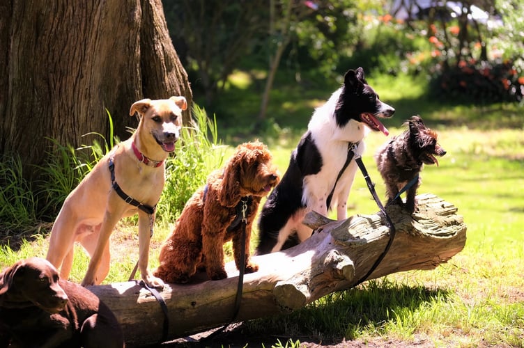 dogs