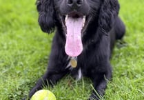 RSPCA reports summer spike in animal cruelty
