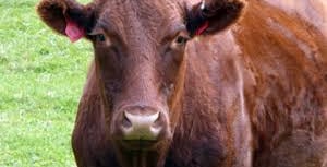 Moove over, you’re slowing the trains!