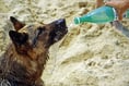 Tips to keep pets cool in the heat