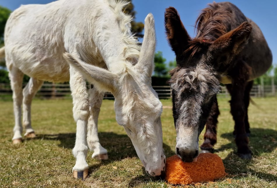 Keeping cool with carrots!