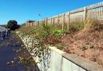 Heartless vandals kill school trees