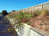 Heartless vandals kill school trees