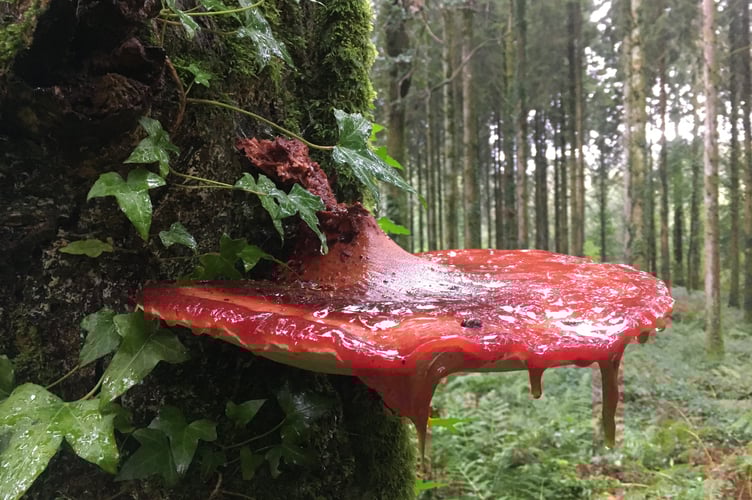 The beefsteak mushroom, a fungus that oozes a blood-like substance. Photo: Rachel Harries
