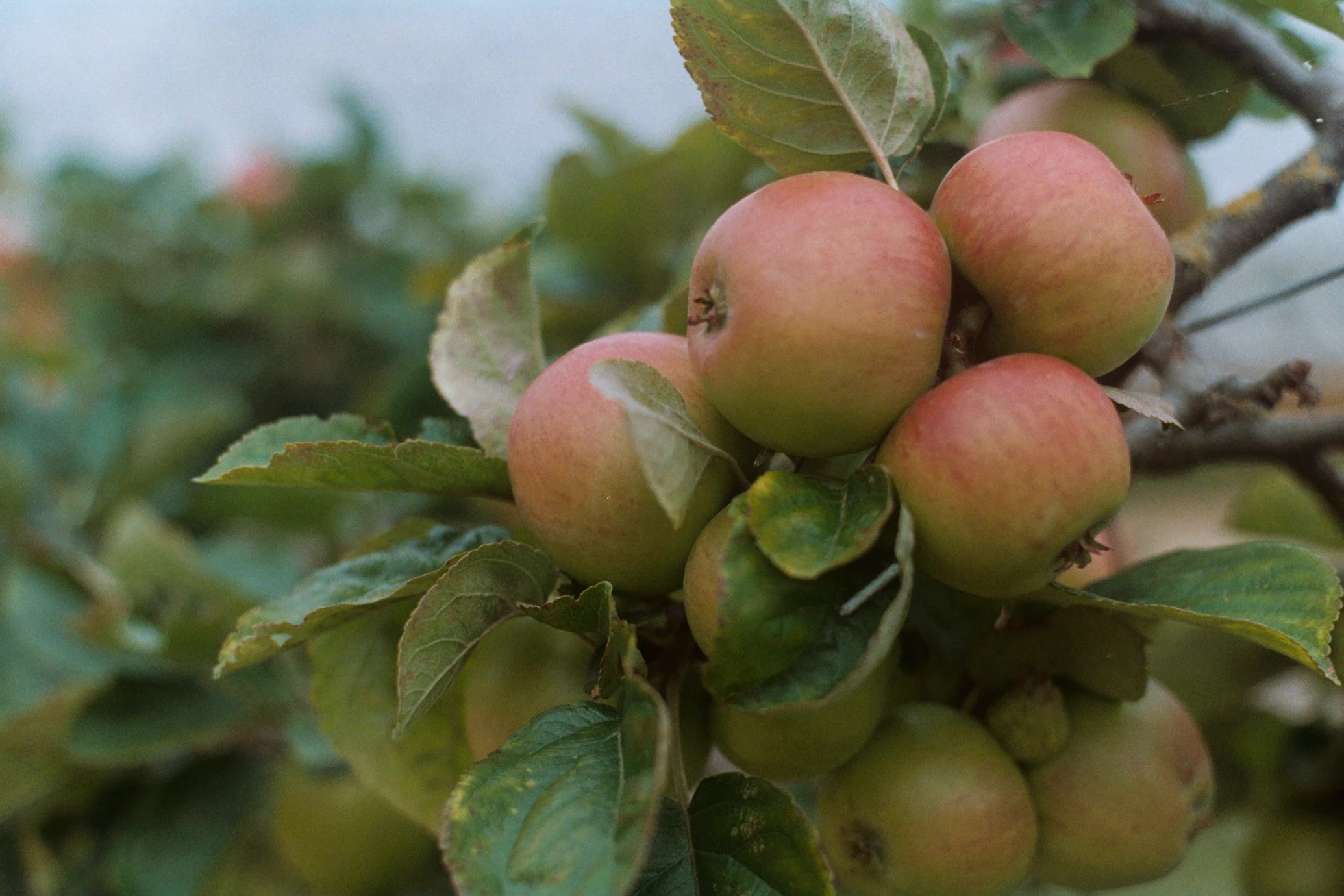 Carol singing in Widecombe-in-the-Moor apple orchard 