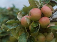 Carol singing in apple orchard 