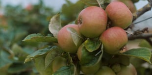 Carol singing in apple orchard 