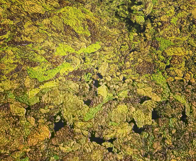 Buckfastleigh to host Green Fair on Saturday 