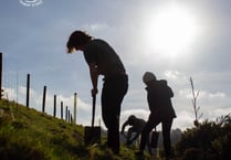 Restoring Dartmoor’s woodlands