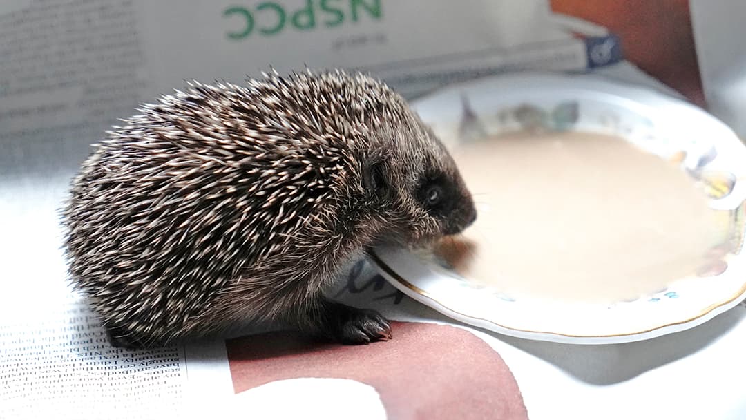 ELM Wildlife parts ways with more than 100 hedgehogs as weather