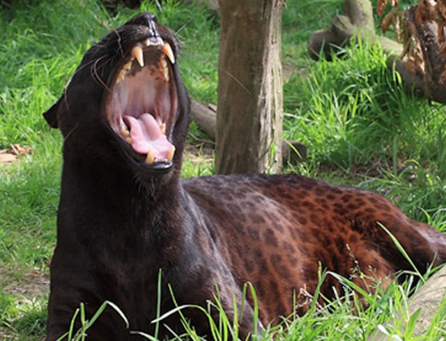 Zoysa – the ‘Exmoor Beast’ – has died