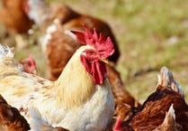 House your birds order to stop spread of bird flu