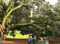 Diseased trees to be felled