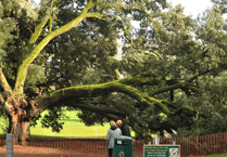 Diseased trees to be felled