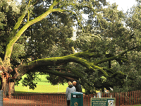 Diseased trees to be felled