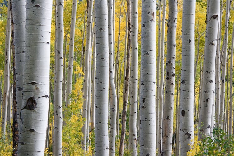 silver birch