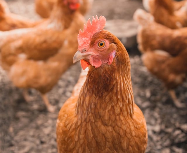 County on alert as avian flu on the rise