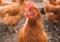 County on alert as avian flu on the rise