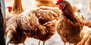 Bird flu restrictions lifted at farm