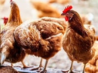 Bird flu restrictions lifted at farm