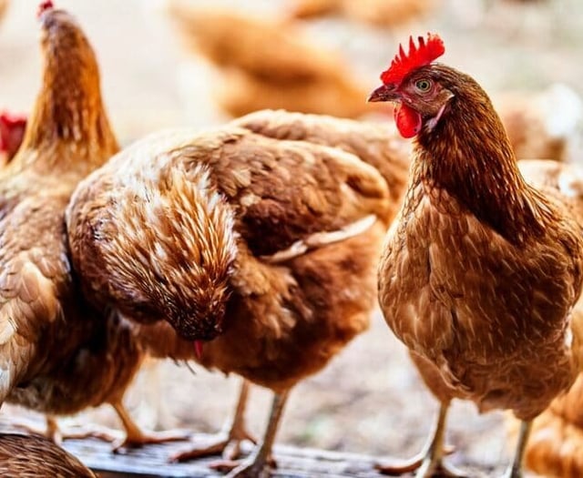 Bird flu restrictions lifted at farm