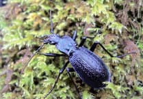 UK’s largest and rarest beetle found